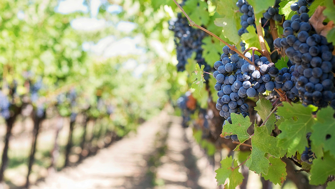 Sabato del Vignaiolo 2025: un appuntamento imperdibile firmato FIVI